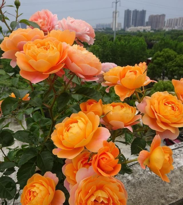 最值得入手的盆栽月季花,全年开花不停,种植容易,你值得拥有