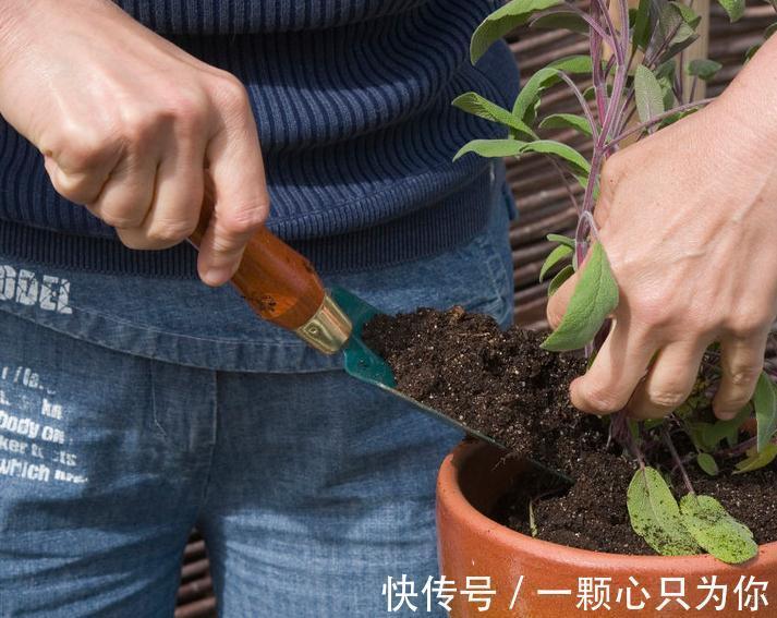 养花干货第六期,8个坏习惯会让你成为花卉杀手,你占几个