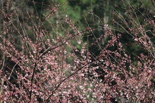 武陵源十里画廊：樱花烂漫迎客来（组图）