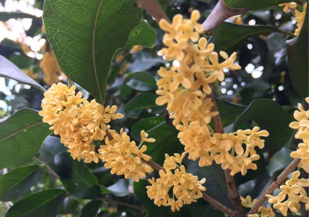 准备好,这花下个月要开,赶紧施肥、催花