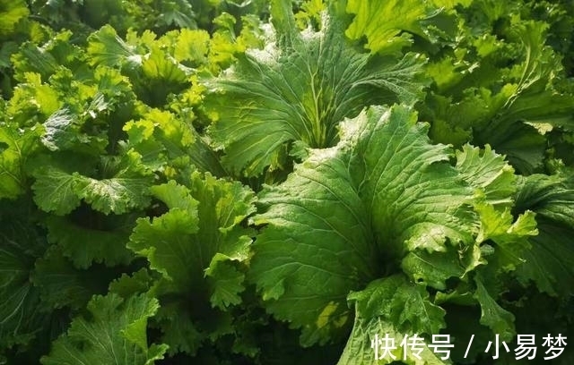 好吃|这种青菜不仅好种还好吃,包饺子非常特别,你不试种一下吗?