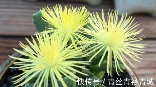 香味|带香味的多肉植物？非常少见，开花时却香气扑鼻！