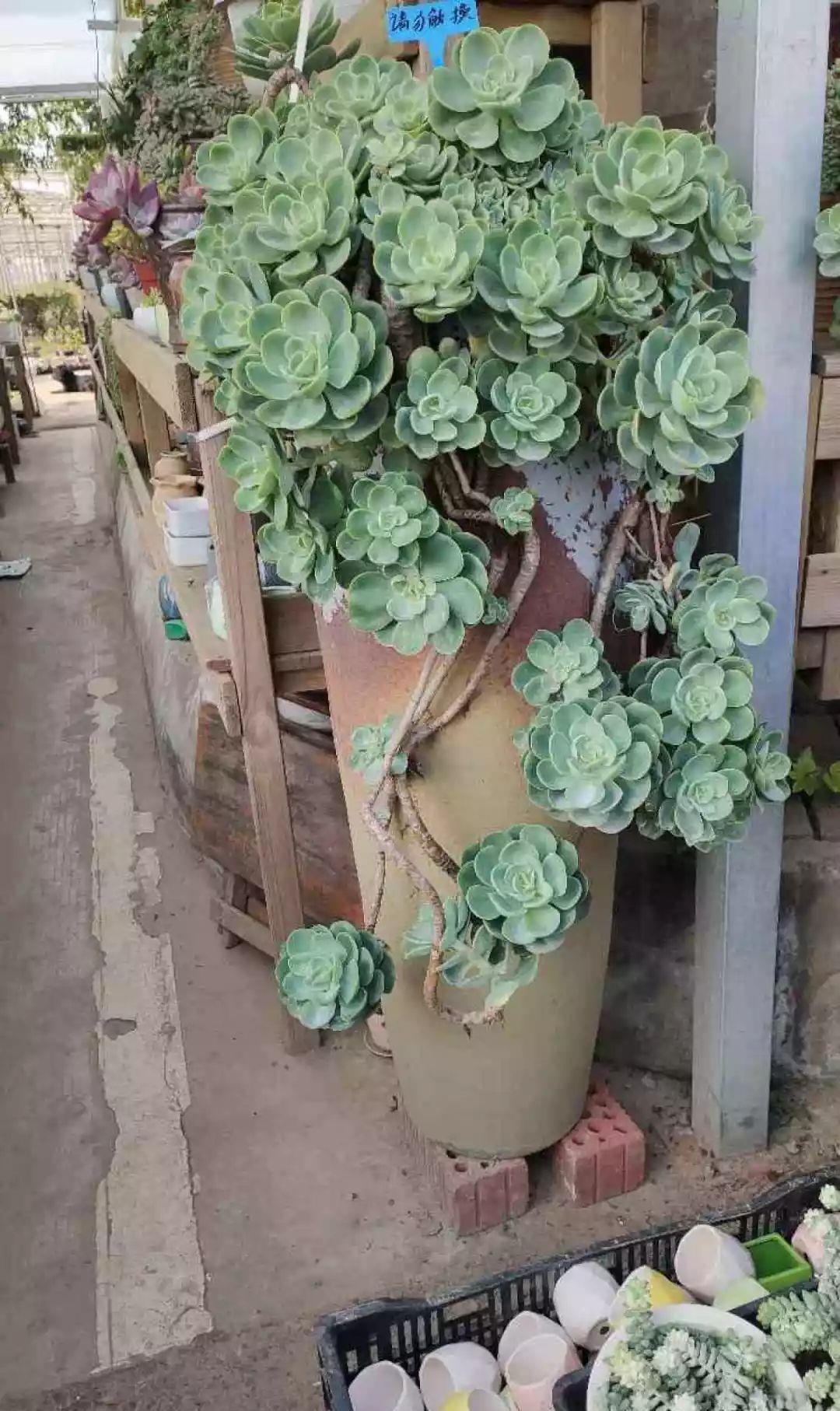 多肉盆栽：懒人必养的几种多肉，1盆轻松变10盆，越养越上瘾