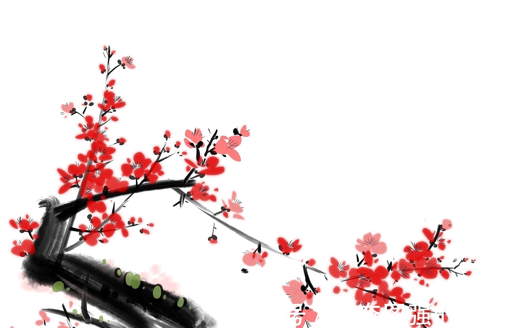 背景|要想玩好梅花盆景,这些背景知识我们要了解
