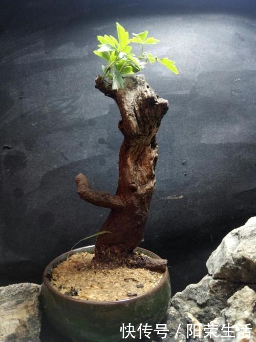 盆景|杂木盆景“性价比之王”黄荆:细芽初发身价高,不复当年柴火烧!