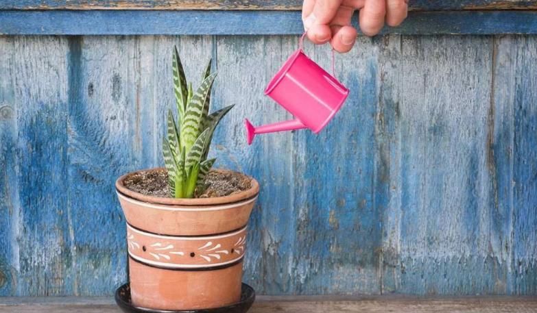 刚暴晒过的植物该不该马上浇水?养花人如何做好?