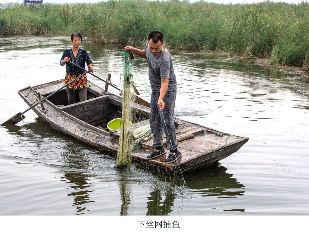 捕鱼|土生土长的水乡人，写了本白洋淀渔猎文化的“百科全书”