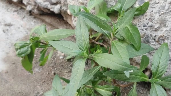 样貌|地里一野草，名叫“墨旱莲”，能让白发变乌黑，样貌普通却很珍贵