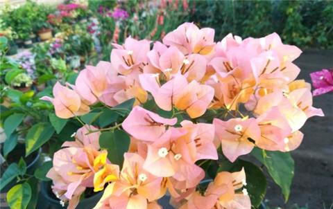 三角梅不开花,夏天“虐一虐”,花芽直冒,盆盆开满花