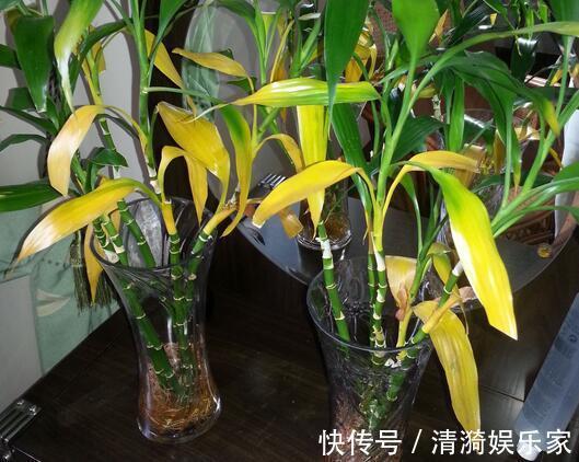 富贵竹叶片发黄往盆里撒“1种粉末”,7天后叶片油绿,根系壮