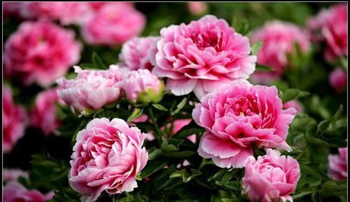  很漂亮|4种花超受欢迎，四季都开花，花朵很漂亮，新手也能养