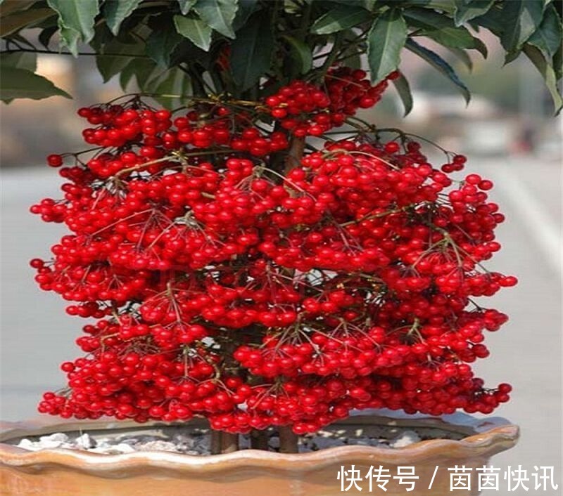 玉树|4种花,是“旺运花”,大户人家都在养,你在养哪几种