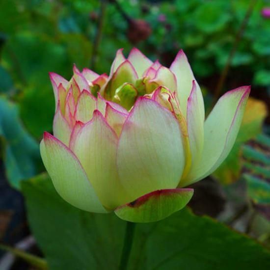 重瓣花中的佼佼者,3种特殊的复色花,开花后实在惊艳夺目