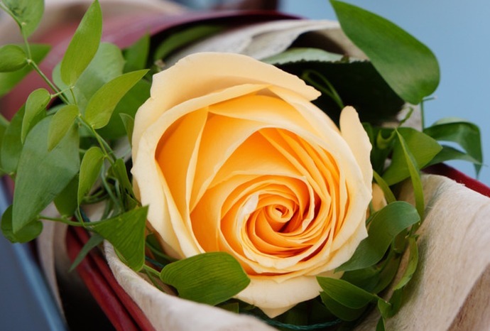 “玫瑰精品”戴安娜，美丽动人，含苞欲放，可以说是养花必备