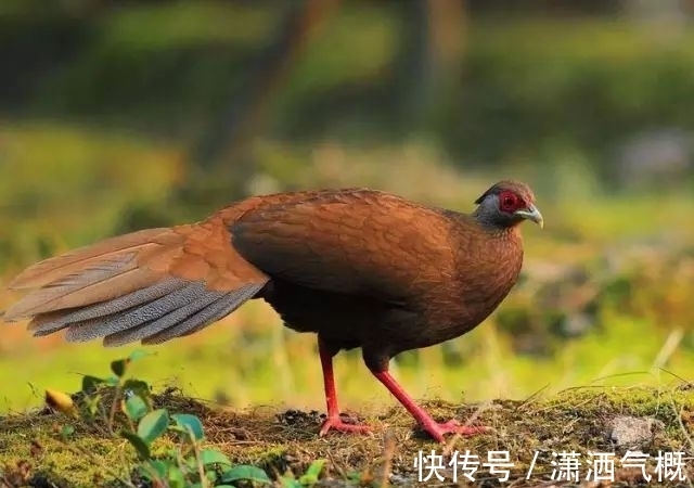 白鹇|白鹇鸡!太美了!