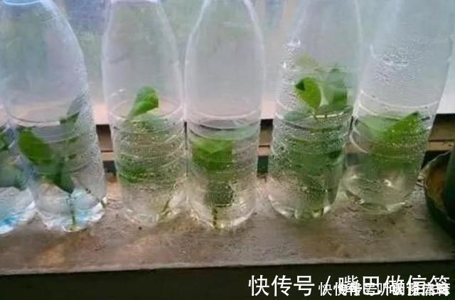 生根|扦插月季不生根？用这捂一捂，过几天“冒白根”，变成月季大户