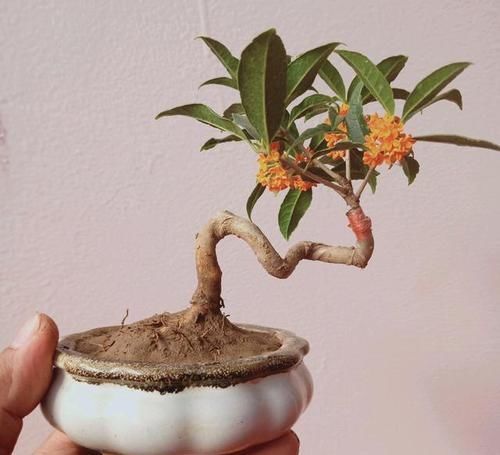 盆栽|养3种树,越老越值钱,5年变老桩,盆盆都值2000元以上