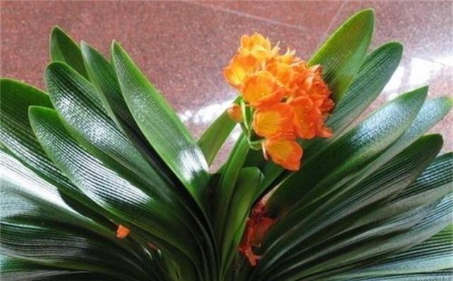 君子兰不开花，原来是“这”惹的祸！赶紧纠正，很快就有花可赏！