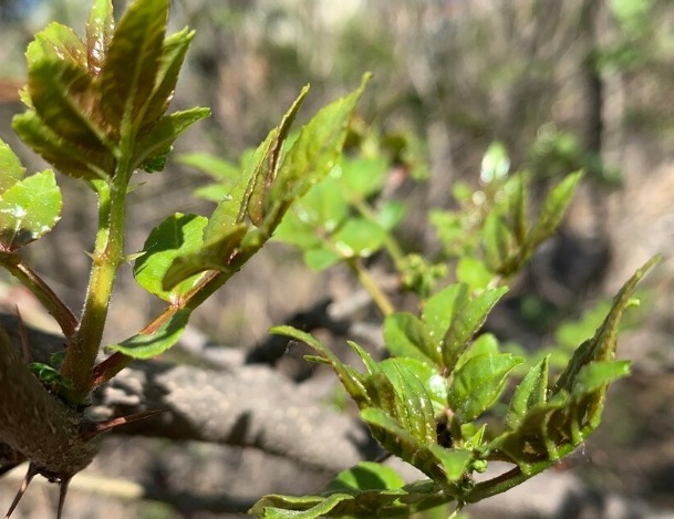 凉拌|65种野菜图片,带你认识不同的野菜和吃法,你想要的野菜这里都有