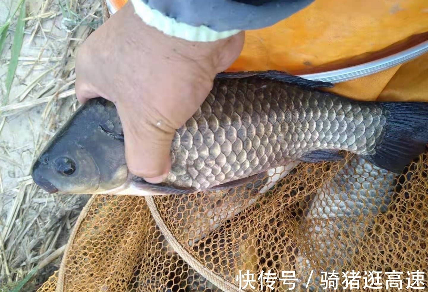 钓鲫鱼20多年,才发现秋季钓鲫鱼最实用的四招,鱼获翻倍就靠它了