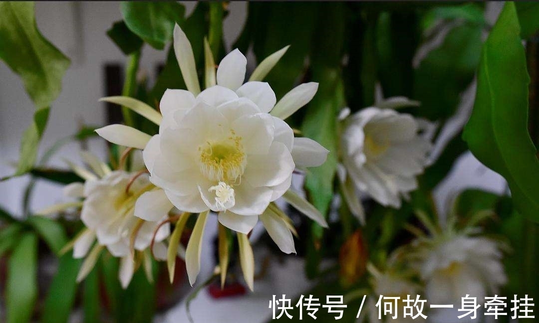 6种漂亮花“不吉利”,讲究人一般不养,但是太漂亮,看着就喜欢