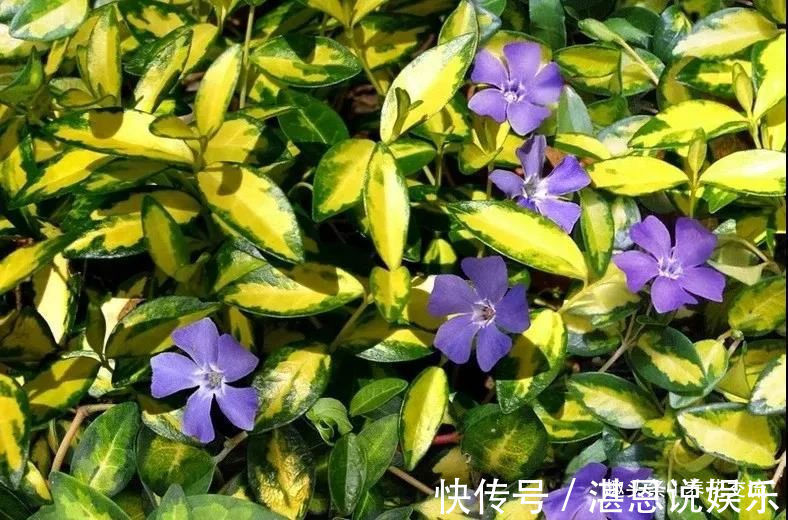 树荫下必不可少的11种耐阴植物，能开花，能观叶，看你选哪种