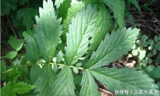 乡下一种植物，人称“地仙草”，药用价值很高，遇到尽量别采挖