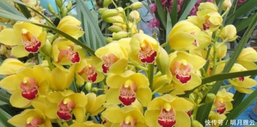 3种花是花卉中的佼佼者，开花一茬又一茬，美如仙境！