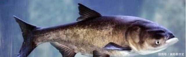 有一种美味叫“年鱼”,能想起的,说明你已经老了!