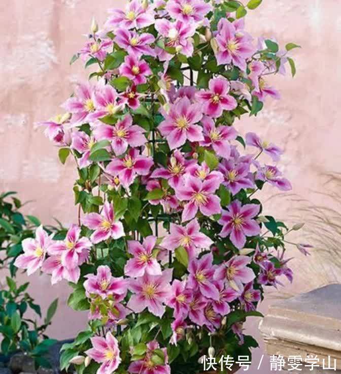 养花就养5种花，好养易活花量大，空气清香去异味，漂亮好养