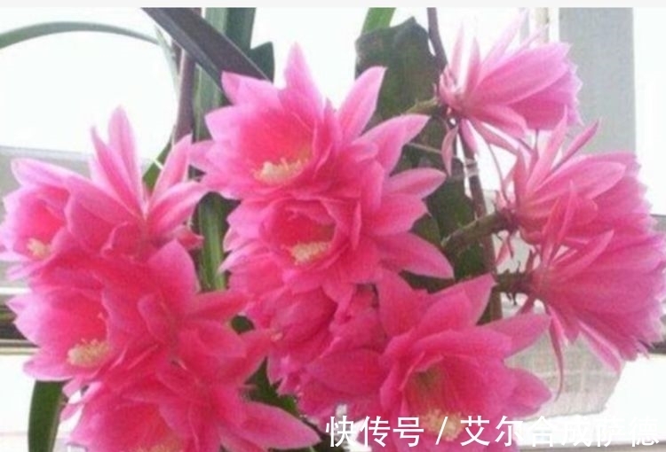 4种花全年都开花,养在阳台特合适,浇水就疯长,开花爆盆很容易