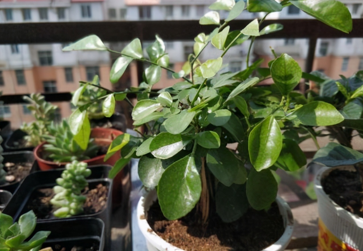 给花换完盆要不要浇水这叫“定根水”，只有“1类”植物不用浇