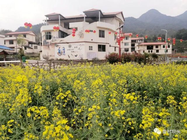 油菜花开，寿宁坝头等你打卡……