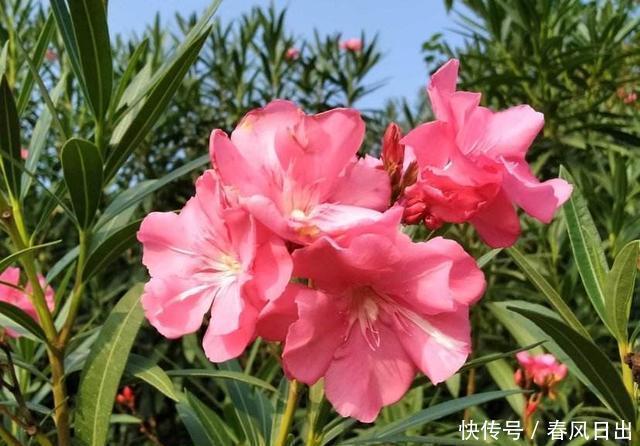 室内|不宜养在家中室内的8种花,再美也别养,如果有快搬出去