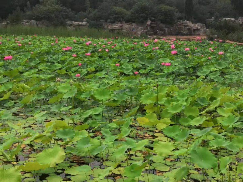 龙盘山游记