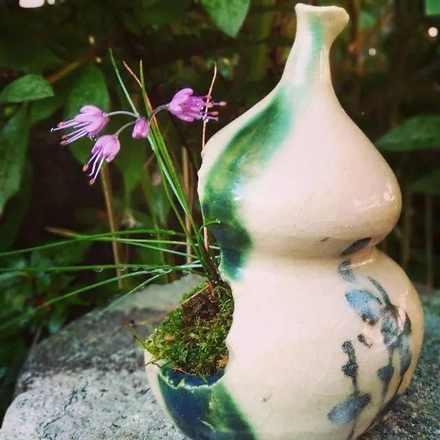 山野草，也高雅！