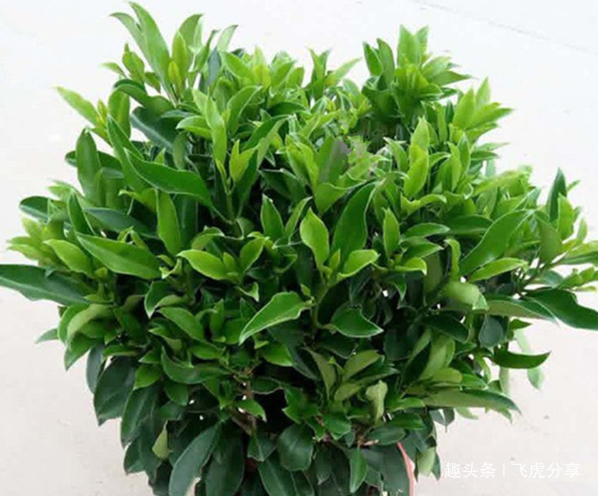 养花应注意，三种水不能浇，三种肥不能施，不然就会出问题