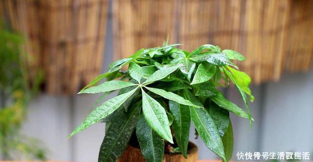 幸福树|不管什么花都放在阳台上，太拥挤了，这几种花放在客厅寓意更佳