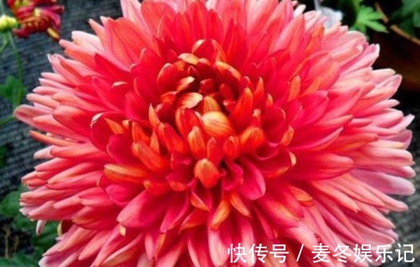 新手养花，不如养盆花中珍品“灯光荷”，花大色艳，高贵优雅