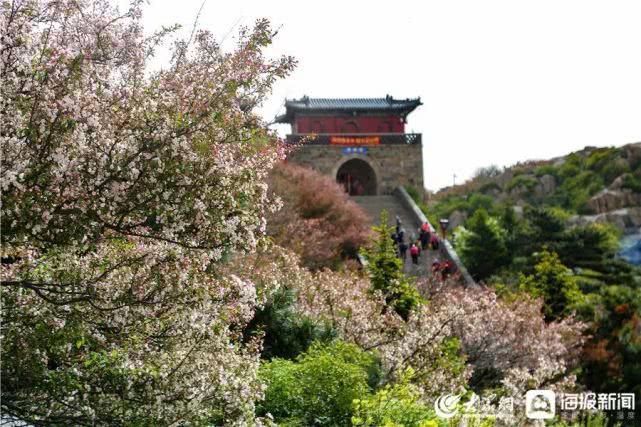 这就是山东泰山极顶海棠花开粉白花朵扮靓天街