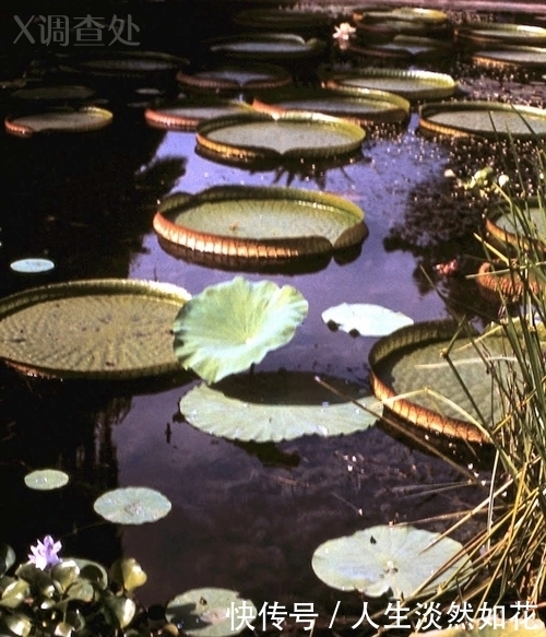 老家|斯大林的老家格鲁吉亚