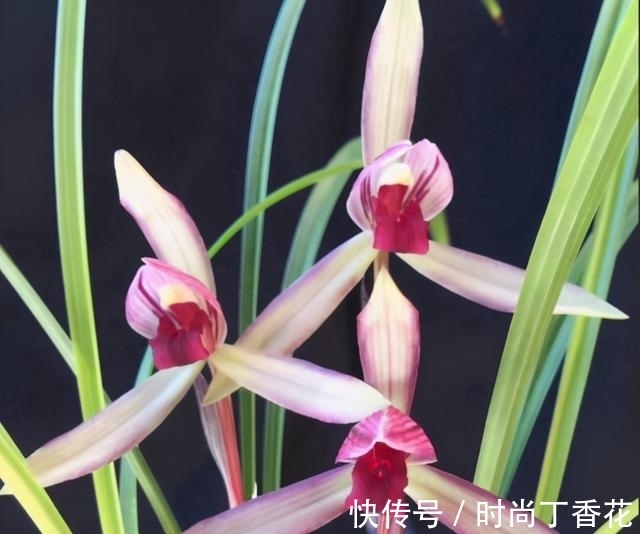 香味|为什么此兰香味这么浓？喜欢闻花香者一起来观赏一下