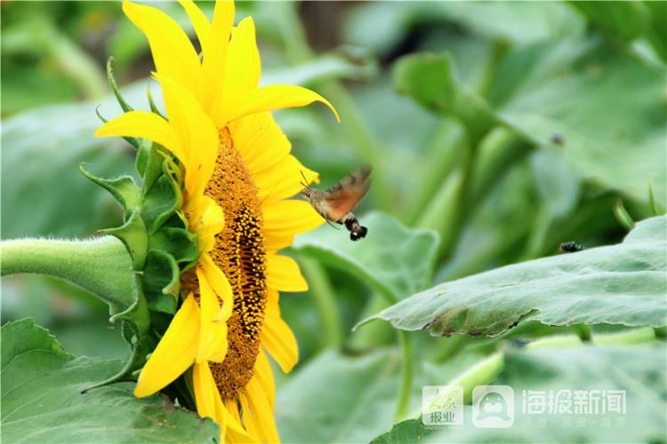 亚油酸|田园风景美如画 莱州朱旺村百亩油葵花海引客来