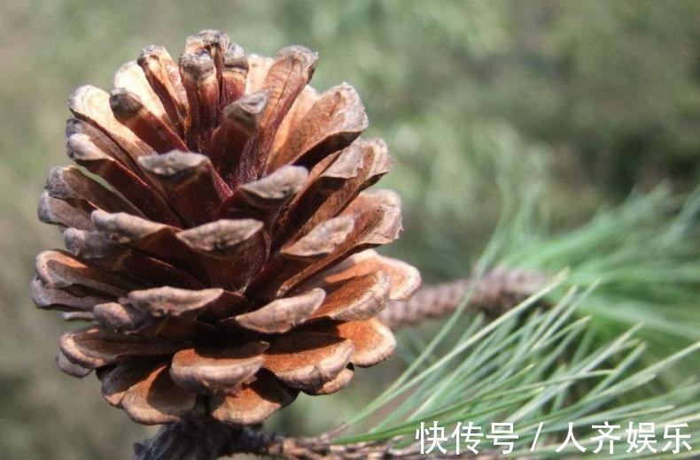 补脑|农村这种长在树上的野味,营养丰富味道香,补脑抗衰老价值高