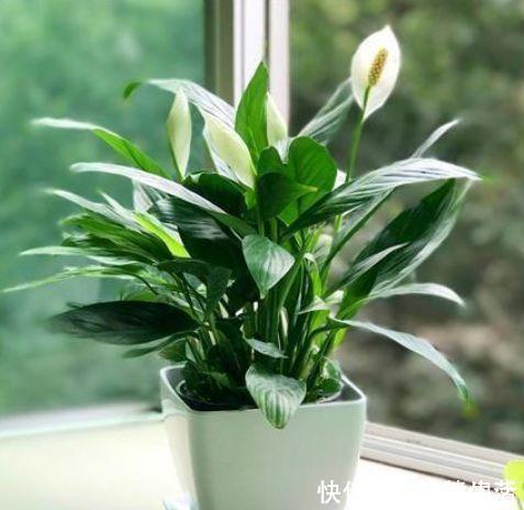 达芙妮|4种高颜值网红花,人见人爱,浇水点就疯长,开花超美的