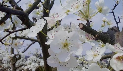 中年|春游眉山，这些赏花打卡地你去了吗