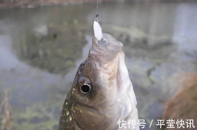 野钓鲫鱼的土配方，用的都是便宜货，肥肥大板鲫鱼疯狂上钩！