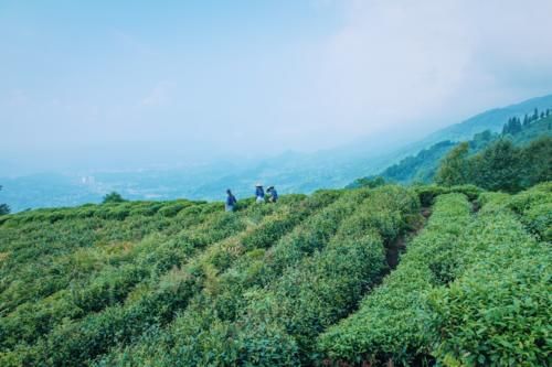 在四川与峨眉青城齐名，是茶文化的圣山，距离成都140公里