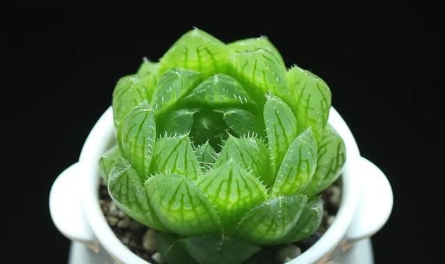 新手浇水切莫急,教你怎么判断浇水时间,也能养出美貌的萌多肉