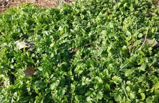 大山珍|農村不起眼的9大山珍,認識4個以上,說明你是真正的農村人!